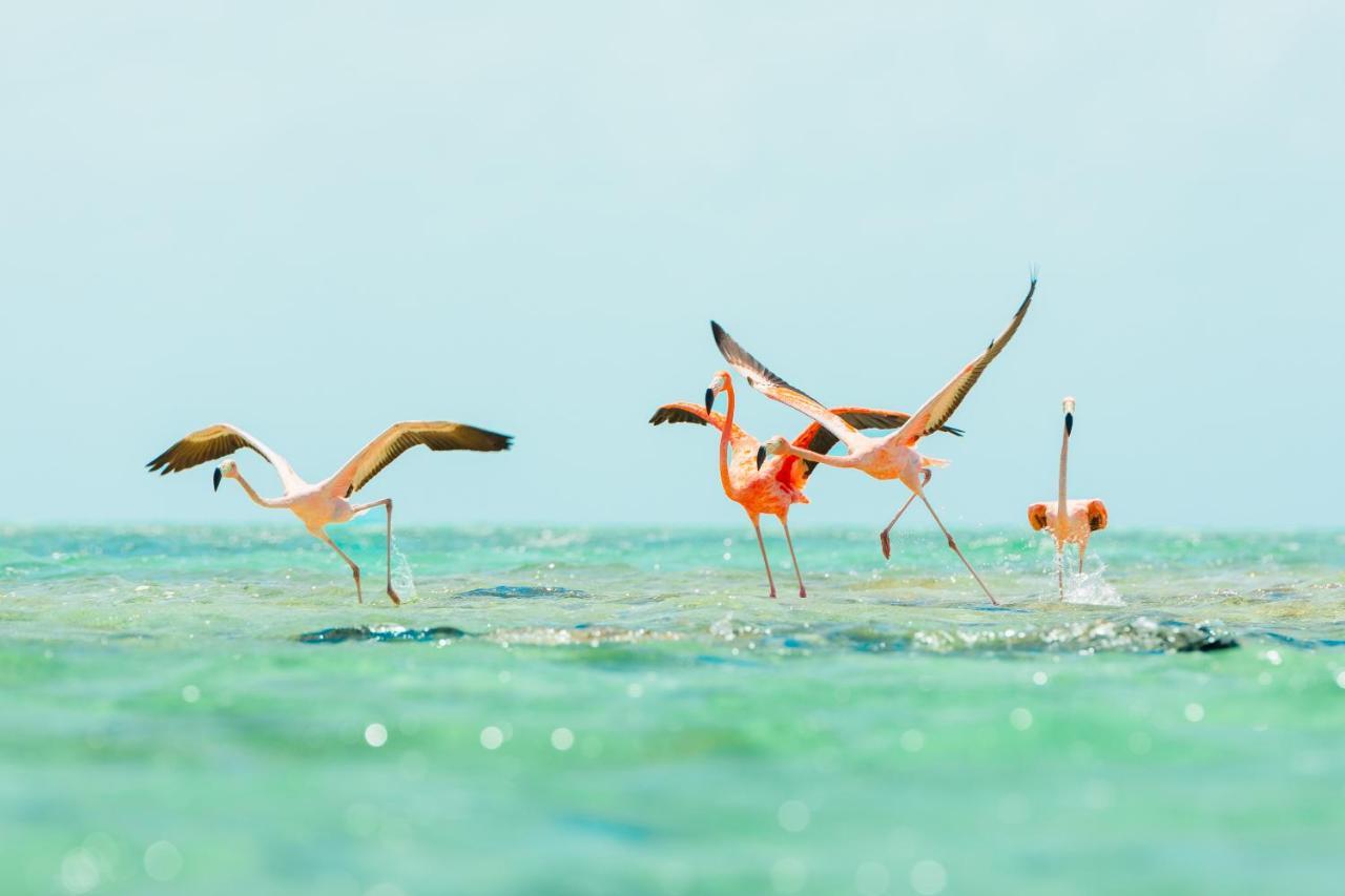 Ambergris Cay Private Island All Inclusive - Pls Island Hopper Flight Included Big Ambergris Cay ภายนอก รูปภาพ